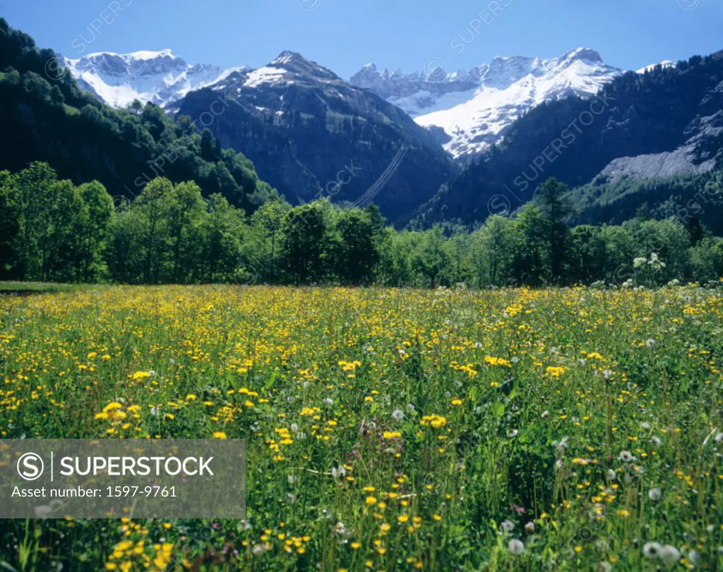 10652157, alpine, Alps, mountains, flowers, flower meadow, canton Glarus, scenery, Switzerland, Europe, Sernftal, Tschingelhör