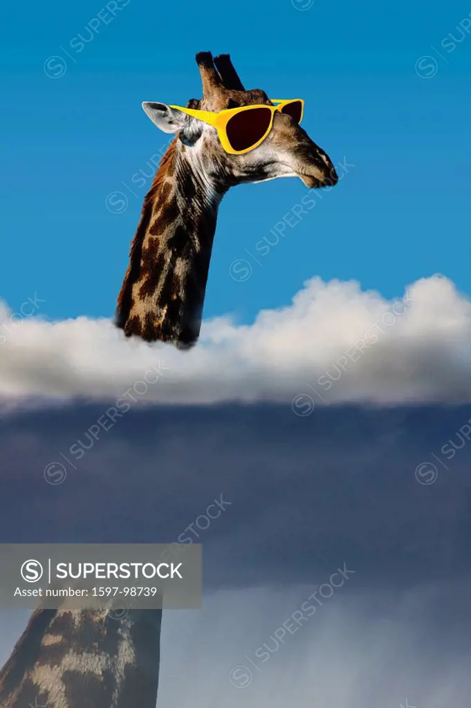 Giraffe, humor, fun, funny, collage, creation, composition, above the clouds, view, better, animals, animals, fog, sun