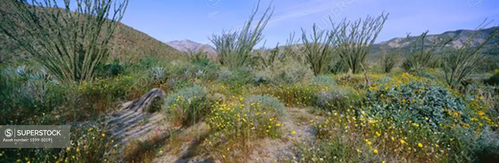 Panoramic view of Desert Lillies, Ocotillo and flowers in spring fields of Coyote Canyon in Anza-Borrego Desert State Park, California