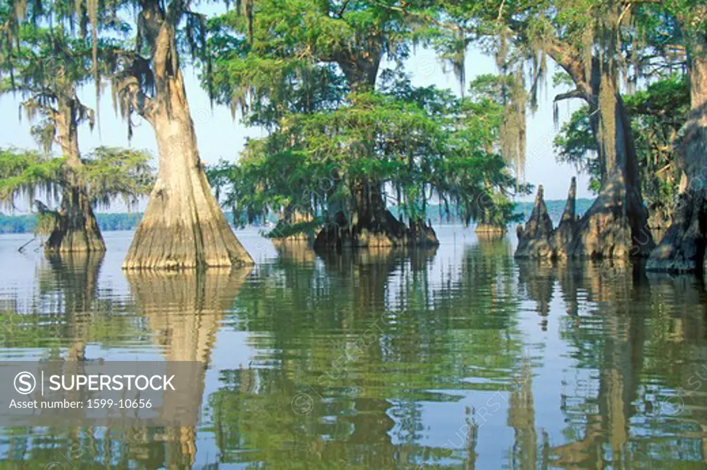 Cypress Trees in the Bayou, Lake Fausse Pointe State Park, Louisiana