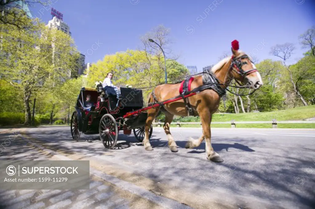 Horse and carriage drives through Central Park Manhattan, New York City, New York