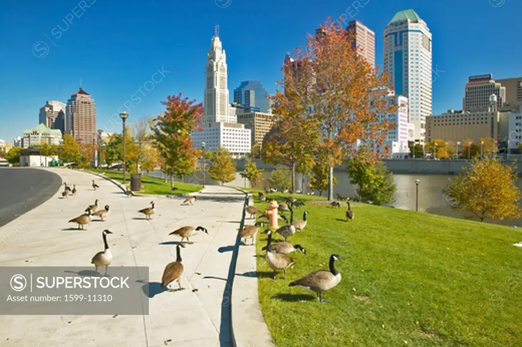 Canadian Geese and Scioto River and Columbus Ohio skyline