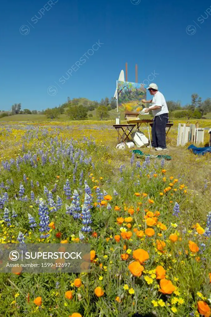 Painter painting a landscape on canvas in field of multi-colored flowers on Shell Creek Road, off highway 58, CA