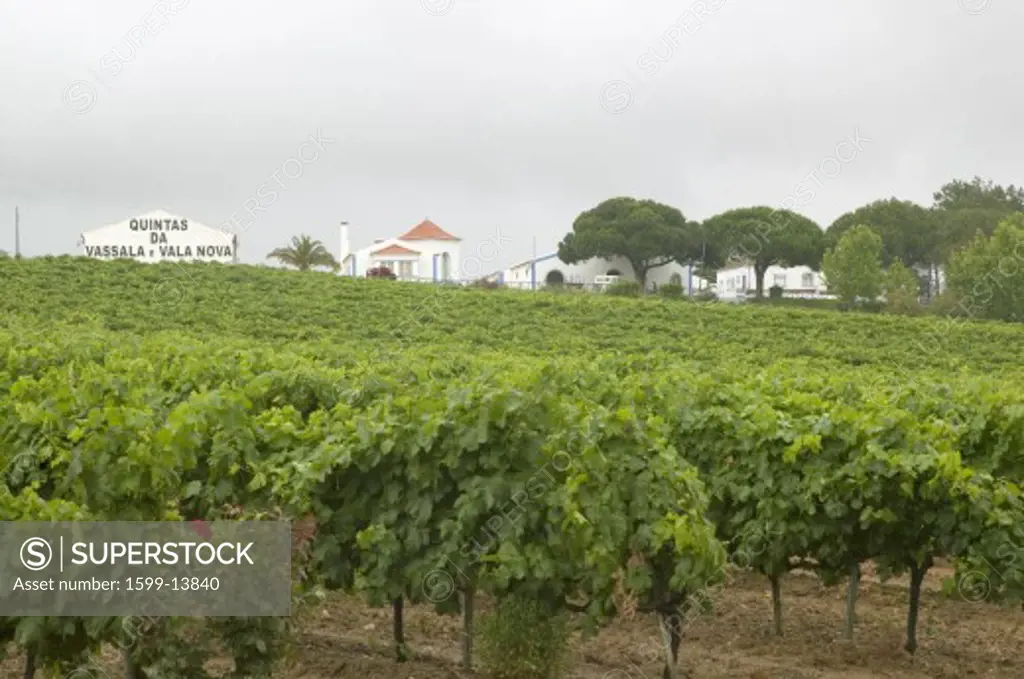 Quintas da Vassala Vala Nova Winery and vineyard in countryside of Portugal