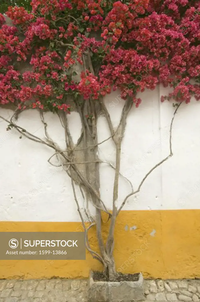 Bougainvillea tree in the village of Obidos founded by the Celts in 300 BC, Portugal