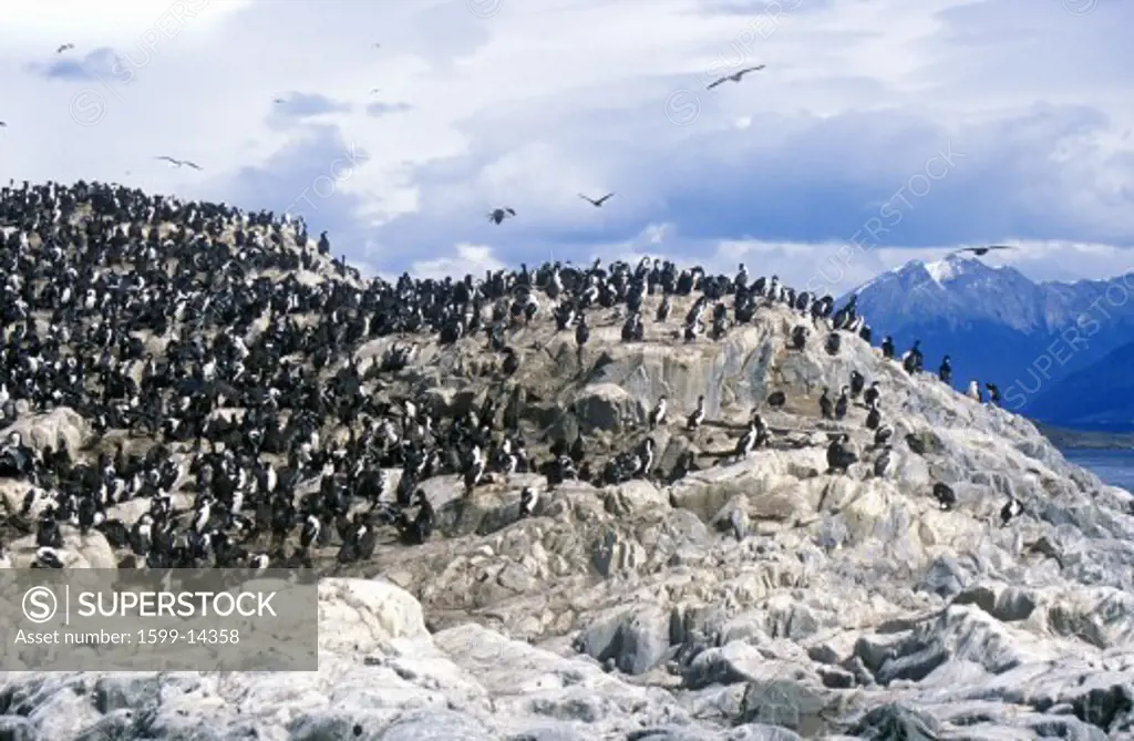 Cormorants on rocks near Beagle Channel and Bridges Islands, Ushuaia, southern Argentina