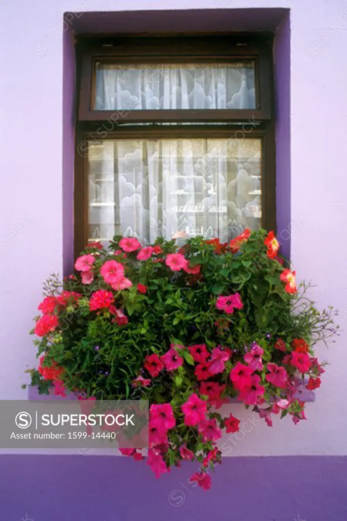 Big pink flowers in cottage windowsill , Eyeries Village, West Cork, Ireland