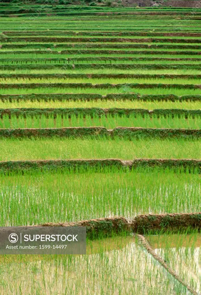 Terraced rice paddies in Kunming, People's Republic of China