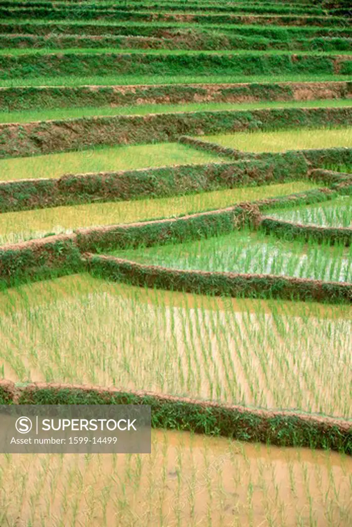 Terraced rice paddies in Kunming, People's Republic of China