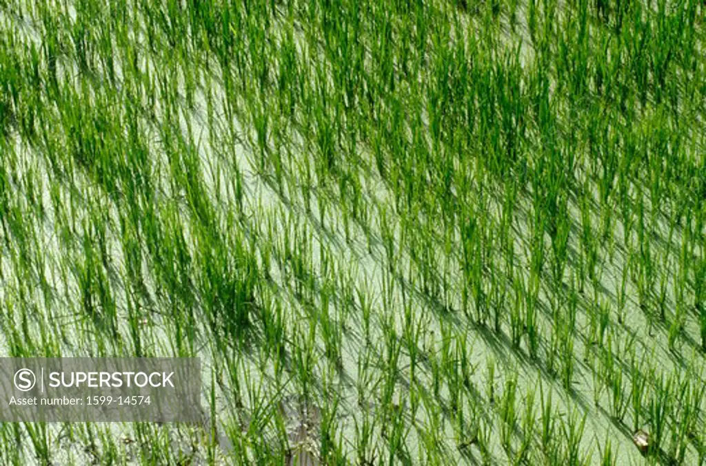 Rice paddies in Dali, Yunnan Province, People's Republic of China