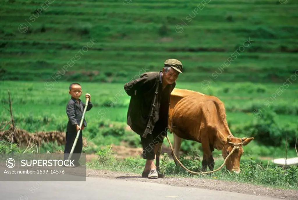 Farmer with son and cow in Kunming, Yunnan Province, People's Republic of China