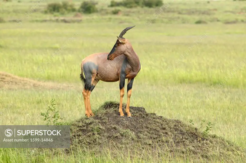 Topi on mound in grasslands of Masai Mara in Kenya, Africa