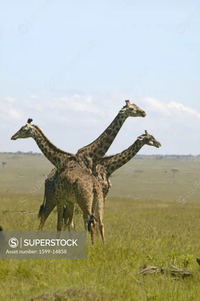Giraffes in grasslands of Masai Mara near Little Governor's camp in Kenya, Africa