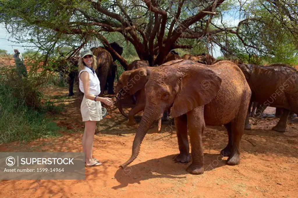 Woman smiling with Adopted Baby African Elephants at the David Sheldrick Wildlife Trust in Tsavo national Park, Kenya