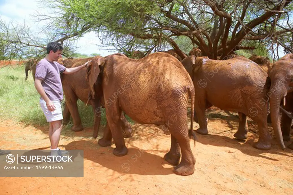 Humane society Chief Executive Officer, Wayne Pacelle, petting adopted Baby African Elephants at the David Sheldrick Wildlife Trust in Tsavo national Park, Kenya