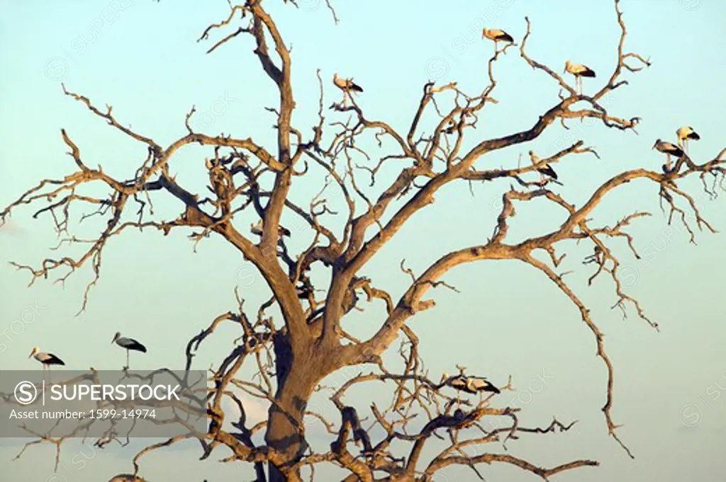 European storks in tree at sunset in Tsavo National park, Kenya, Africa