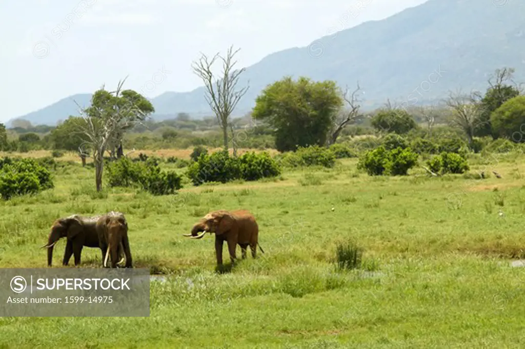 African Elephants at watering hole in Tsavo National Park, Kenya, Africa