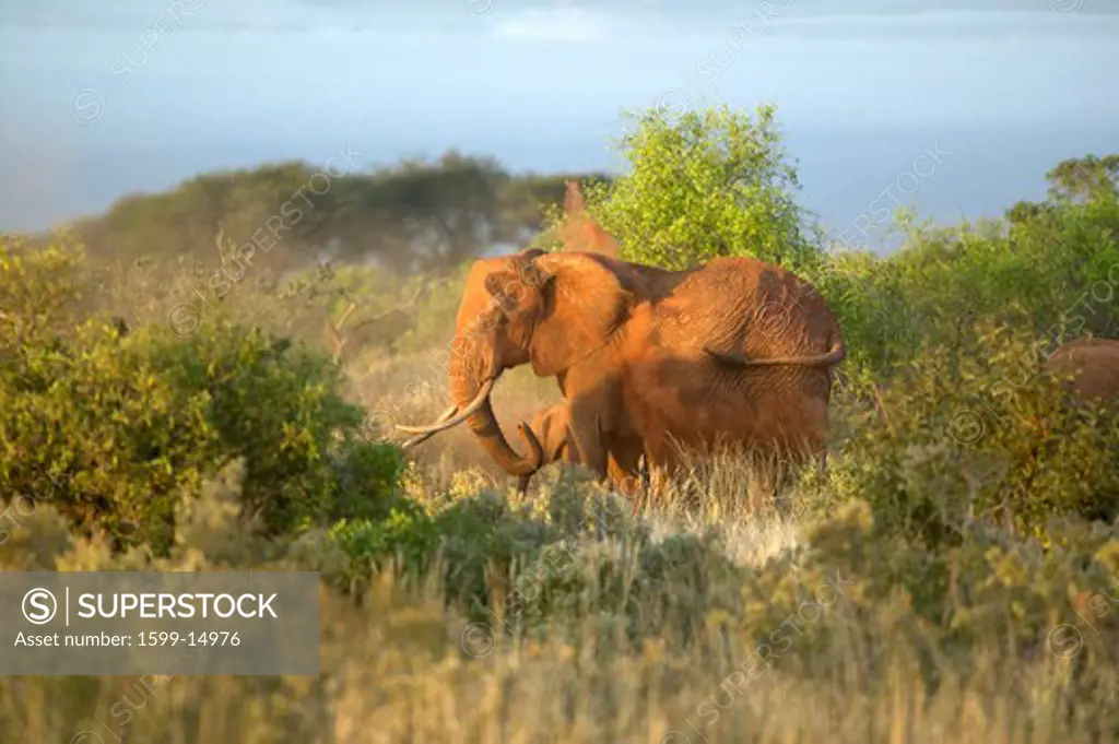 African Elephants taking a dust bath in Tsavo National Park, Kenya, Africa