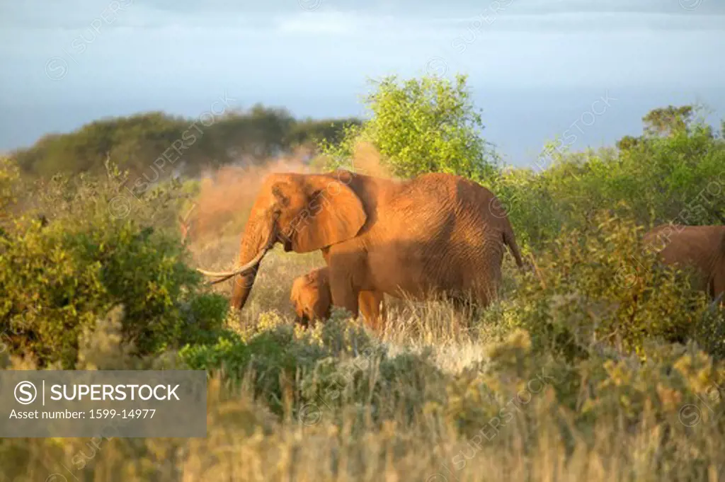 African Elephants taking a dust bath in Tsavo National Park, Kenya, Africa
