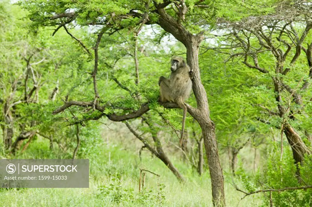 Baboon in tree in Umfolozi Game Reserve, South Africa, established in 1897