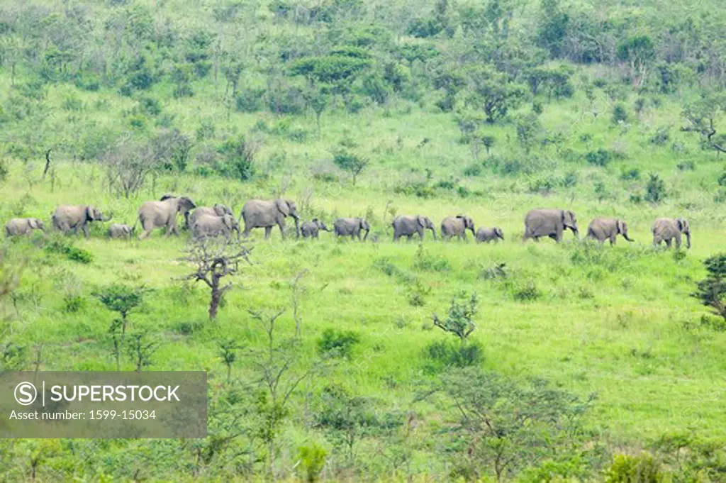 Herd of elephants in the brush in Umfolozi Game Reserve, South Africa, established in 1897