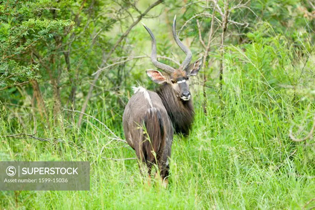 Nyala, also called Bushbuck in Umfolozi Game Reserve, South Africa, established in 1897