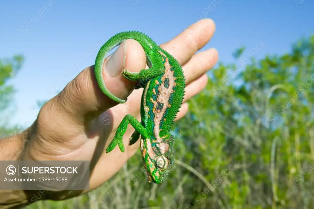 Brightly colored chameleon on human hand in Cape Town, South Africa