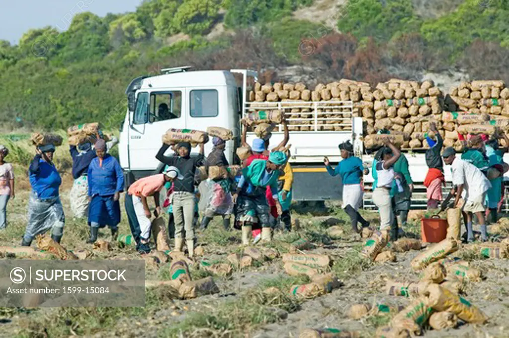 Black farm workers harvesting potatoes and loading onto truck in Cape Town, South Africa