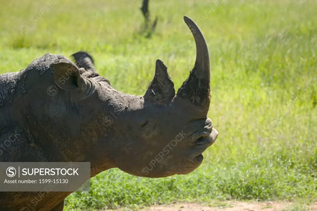 Closeup of endangered White Rhino at Lewa Wildlife Conservancy, North Kenya, Africa