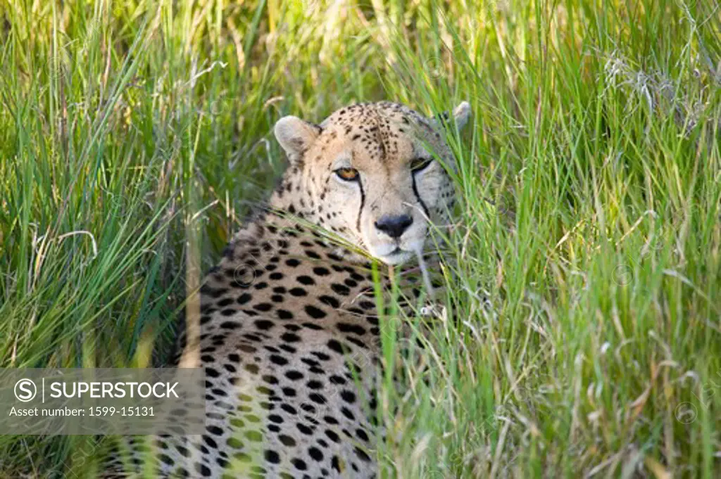 A Cheetah sits in deep green grass and looks into the camera at Lewa Wildlife Conservancy, North Kenya, Africa