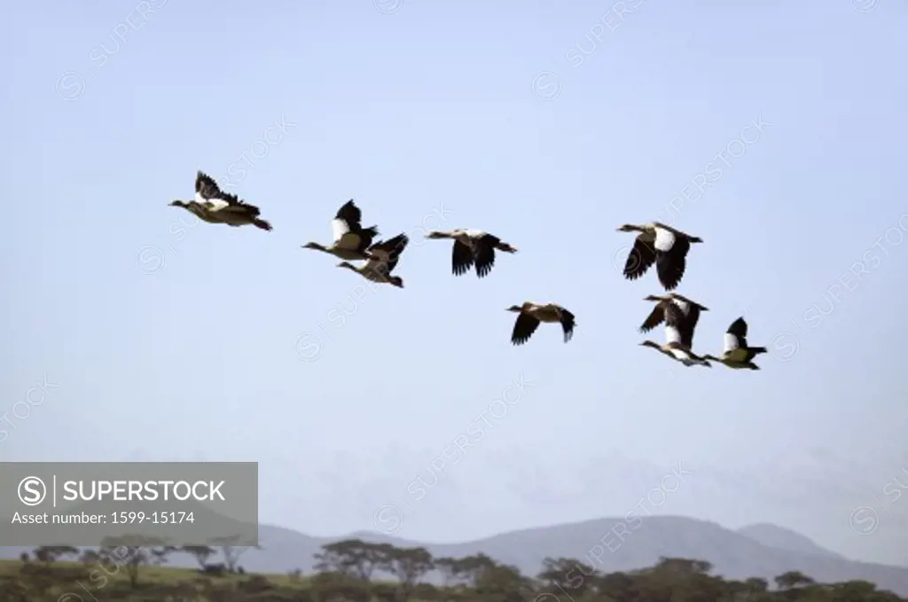 Egyptian Geese fly in formation above Lake Naivasha, Great Rift Valley, Kenya, Africa