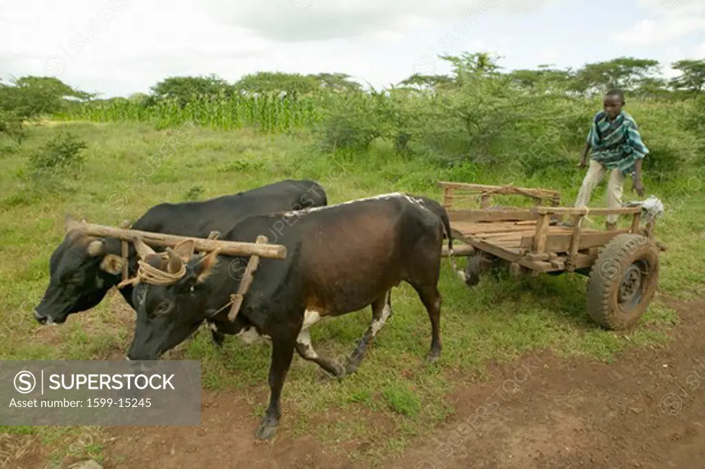 Boy rides on cart with ox at the Lewa Wildlife Conservancy, North Kenya, Africa