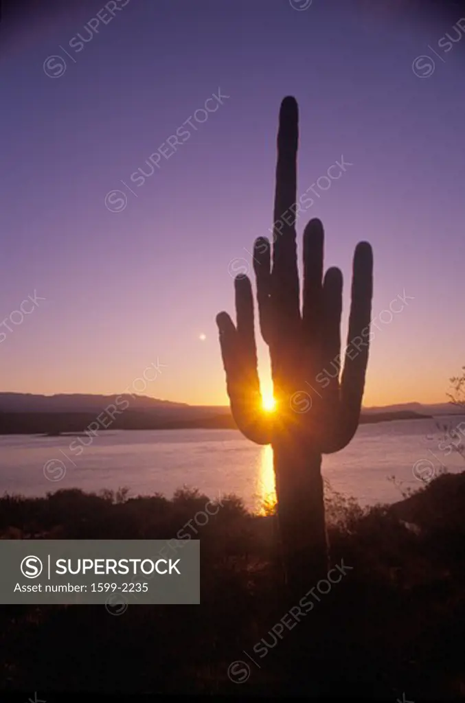 Saguaro cactus silhouetted at sunset, Roosevelt Lake, Arizona