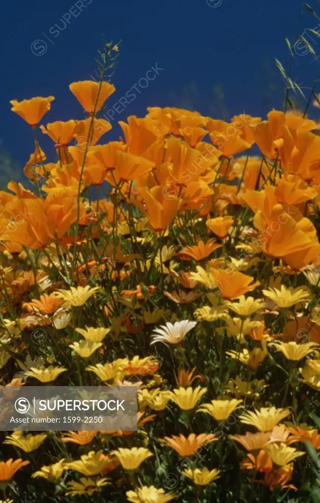 California poppies and wildflowers in spring