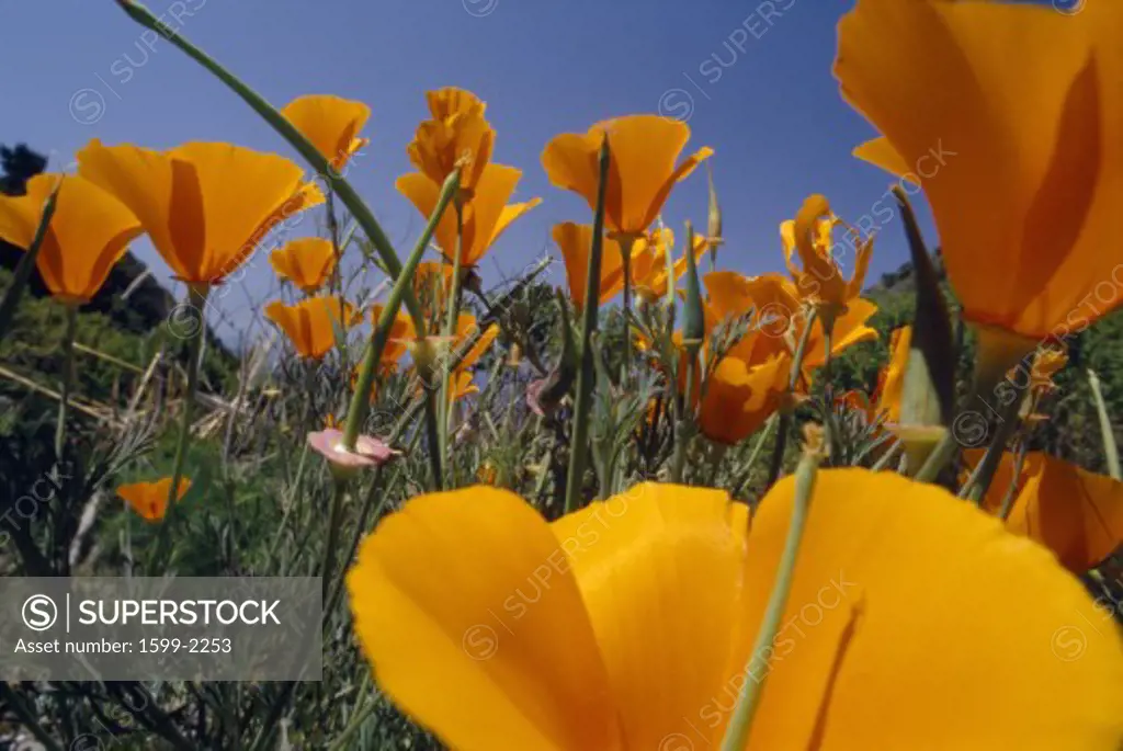 Close-up of California poppies blooming in springtime