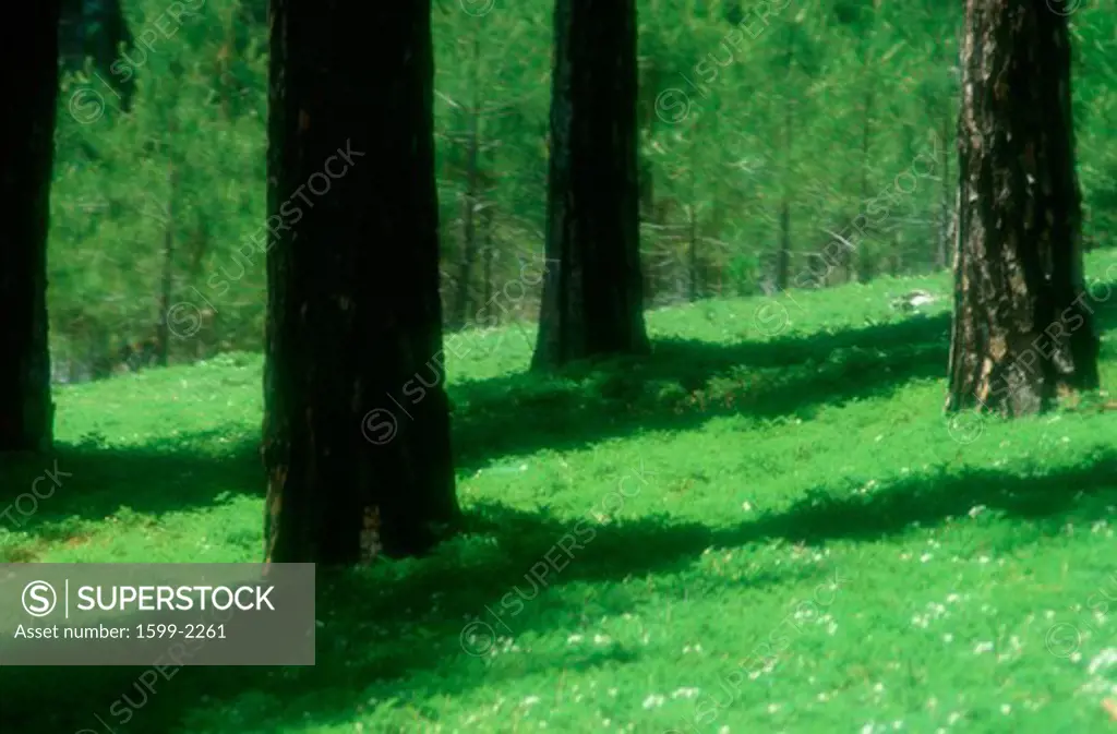 Greenery on forest floor at El Dorado National Forest, California