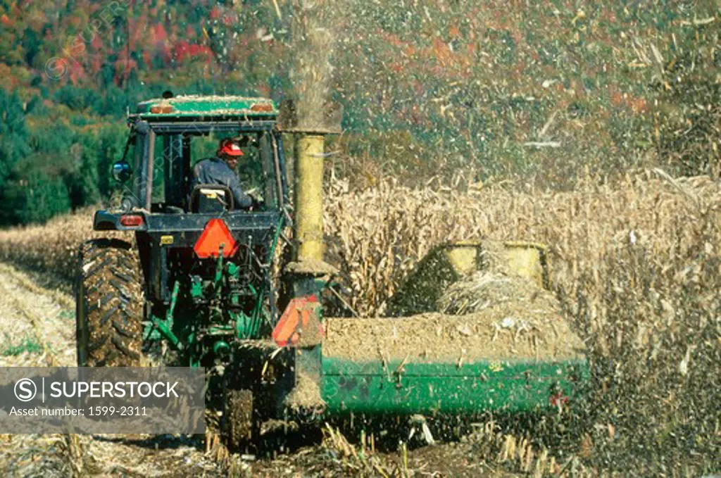 Tractor cutting down dried corn fields in autumn, New England