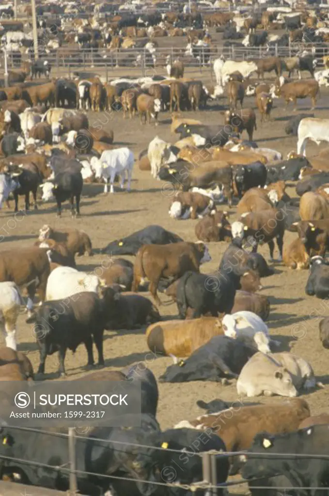 Herd of cows in dairy corrals