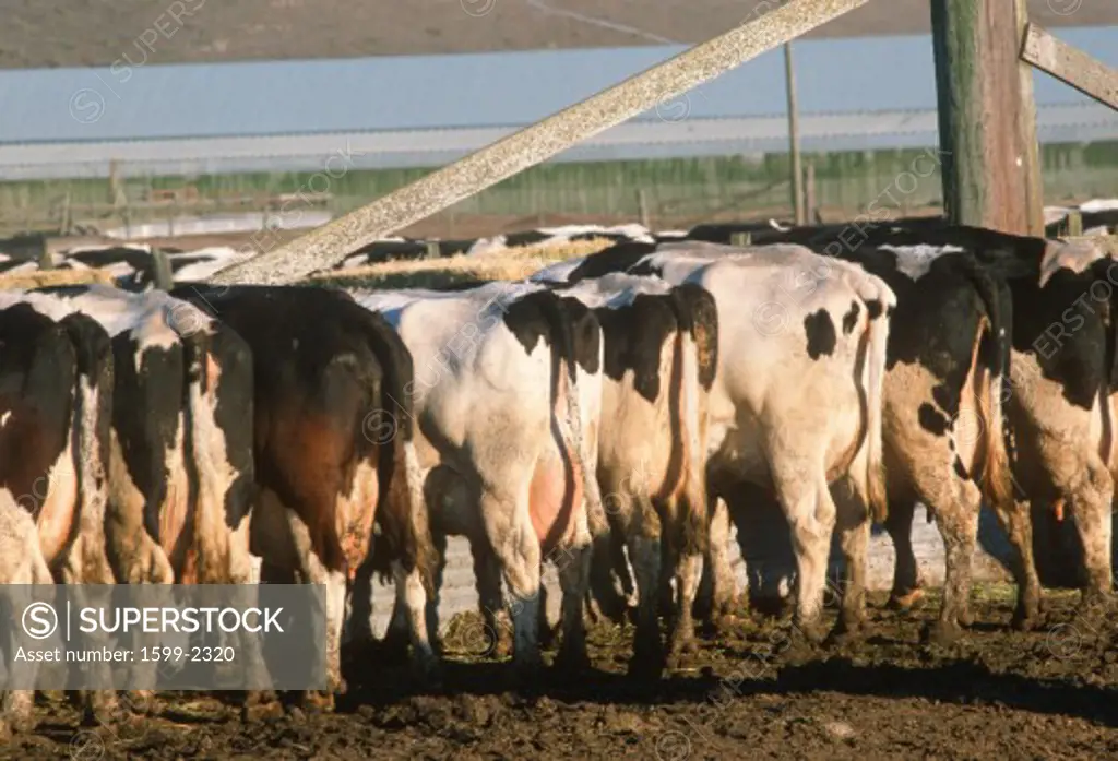 Rear view of cows at feeding trough