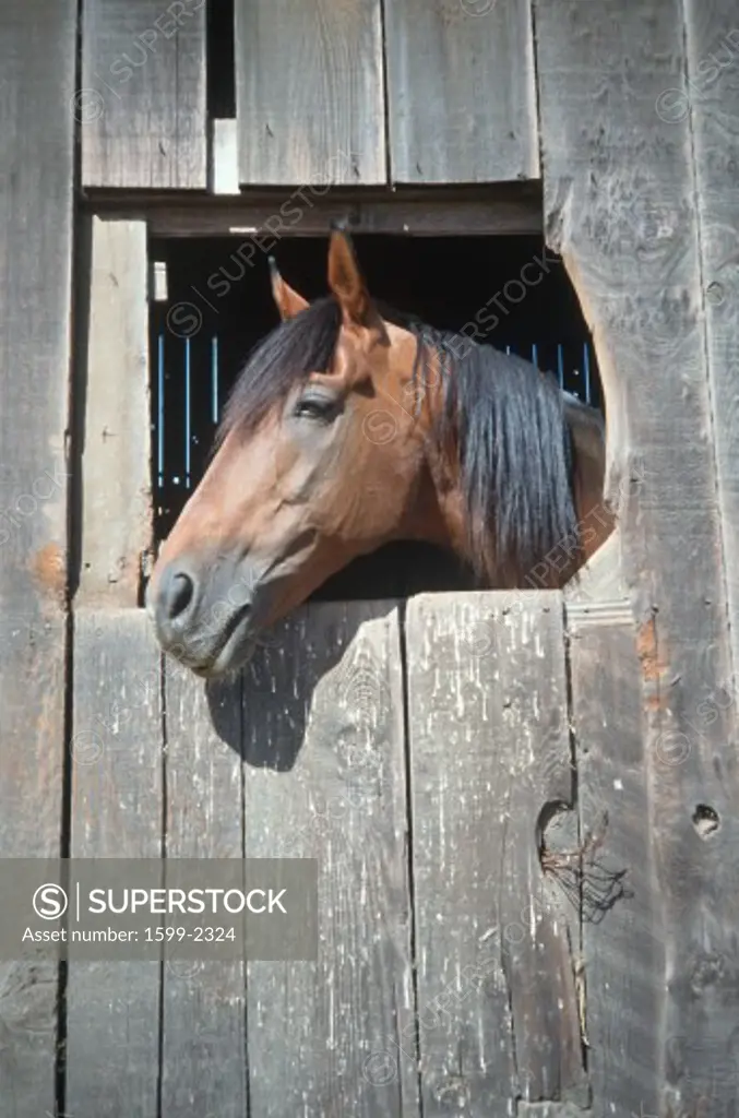 Horse in barn window, Northern California
