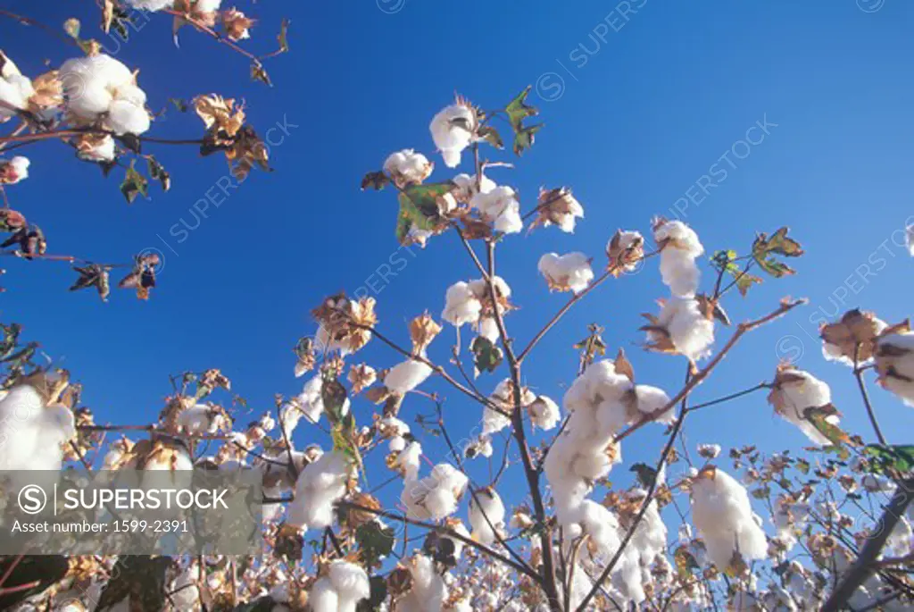 Cotton field in Tucson, AZ