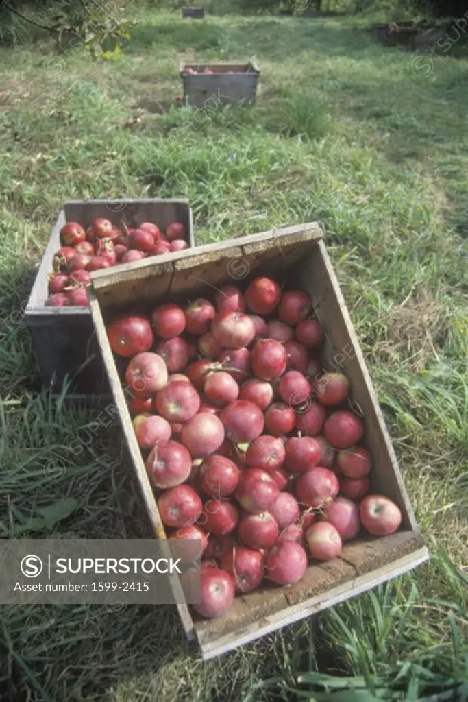 Red apples in crates lying on the grass in VT