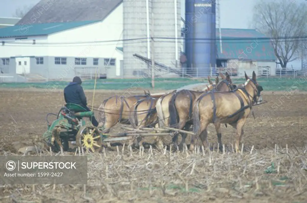 A farmer and horse plowing the fields in PA