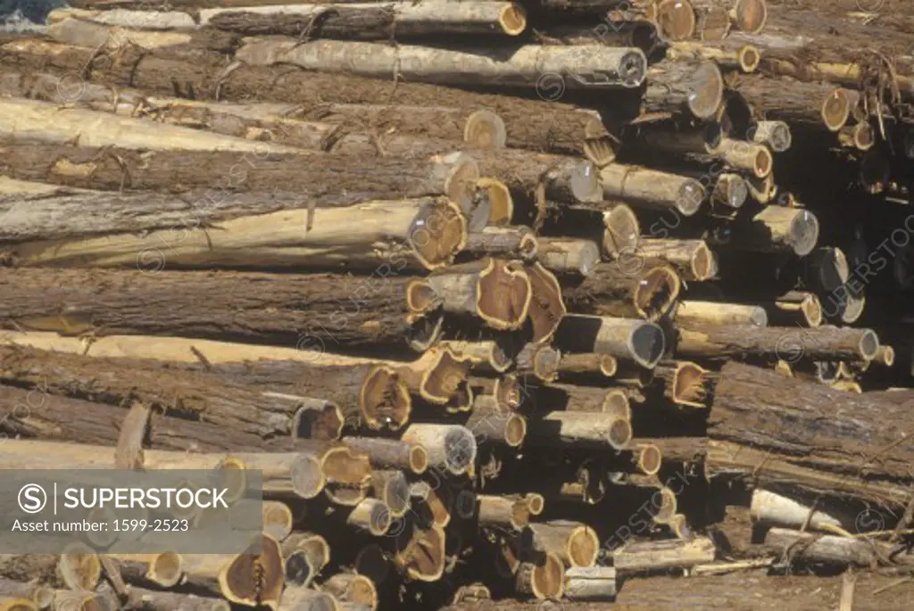 A stack of cut logs awaiting processing at lumber mill