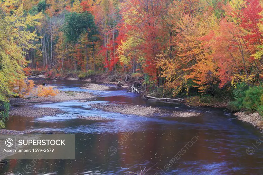 Autumn Leaves By a Stream, Adirondack Mountains, New York
