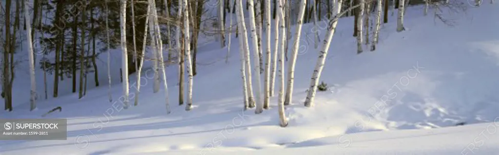 Birch Trees In The Snow, South of Woodstock, Vermont