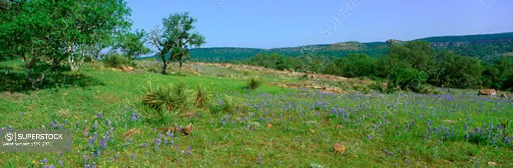 Blue Bonnets in Hill Country, Willow City Loop Road, Texas