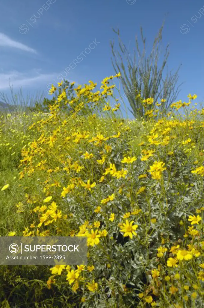 Ocotillo blossoms in springtime desert in Coyote Canyon, Anza-Borrego Desert State Park, near Anza Borrego Springs, CA