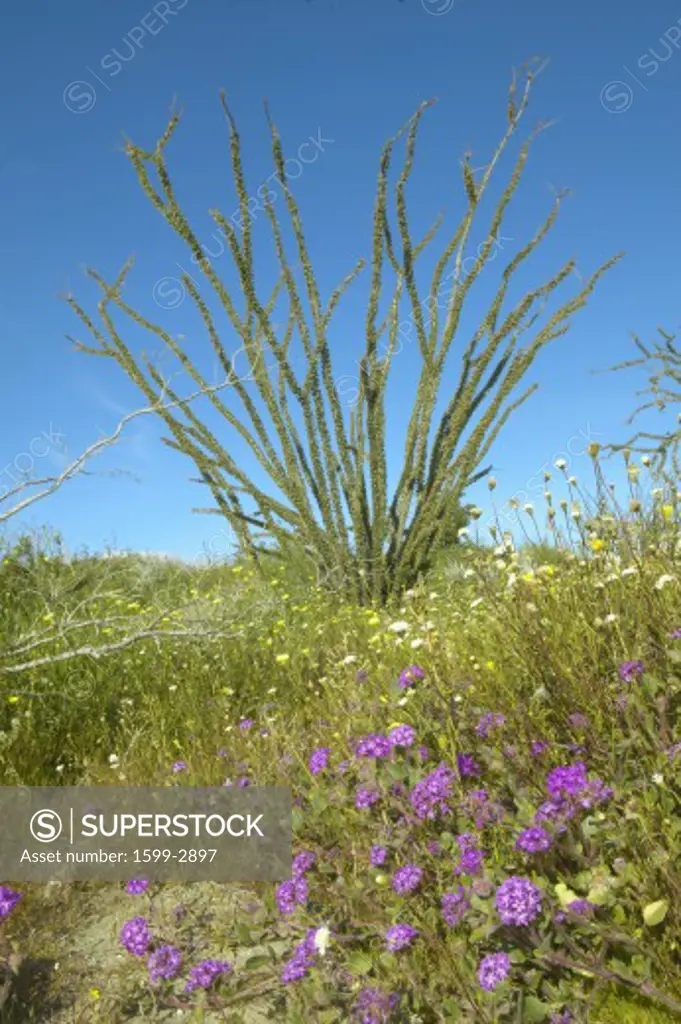 Ocotillo blossoms in springtime desert at Coyote Canyon, Anza-Borrego Desert State Park, near Anza Borrego Springs, CA