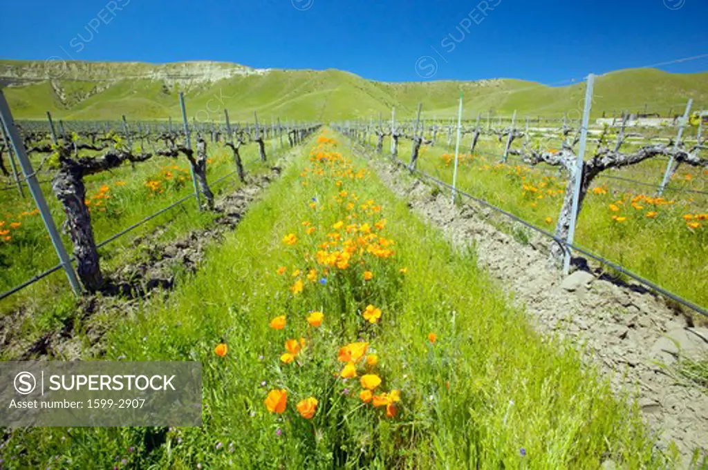 Vineyard with bright colorful flowers and California poppies off Shell Road, near highway 58, Bakersfield, CA